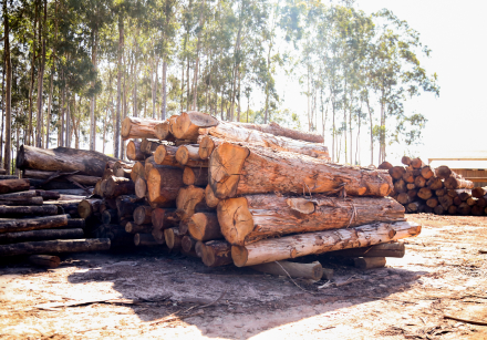 Eucaliptos recém cortados empilhados prontos para processamento